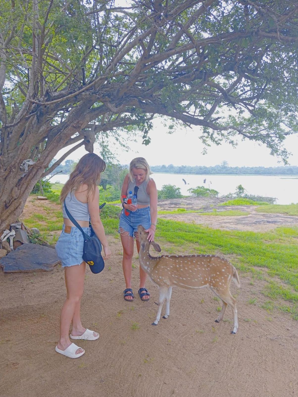 White Rose Safari Home Stay Udawalawe Luaran gambar