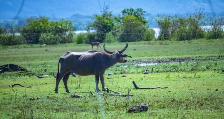 White Rose Safari Home Stay Udawalawe Luaran gambar