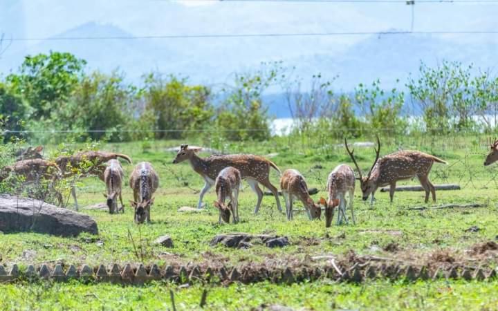 White Rose Safari Home Stay Udawalawe Luaran gambar